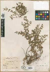 Galium scabrum image