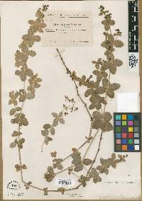 Galium scabrum image
