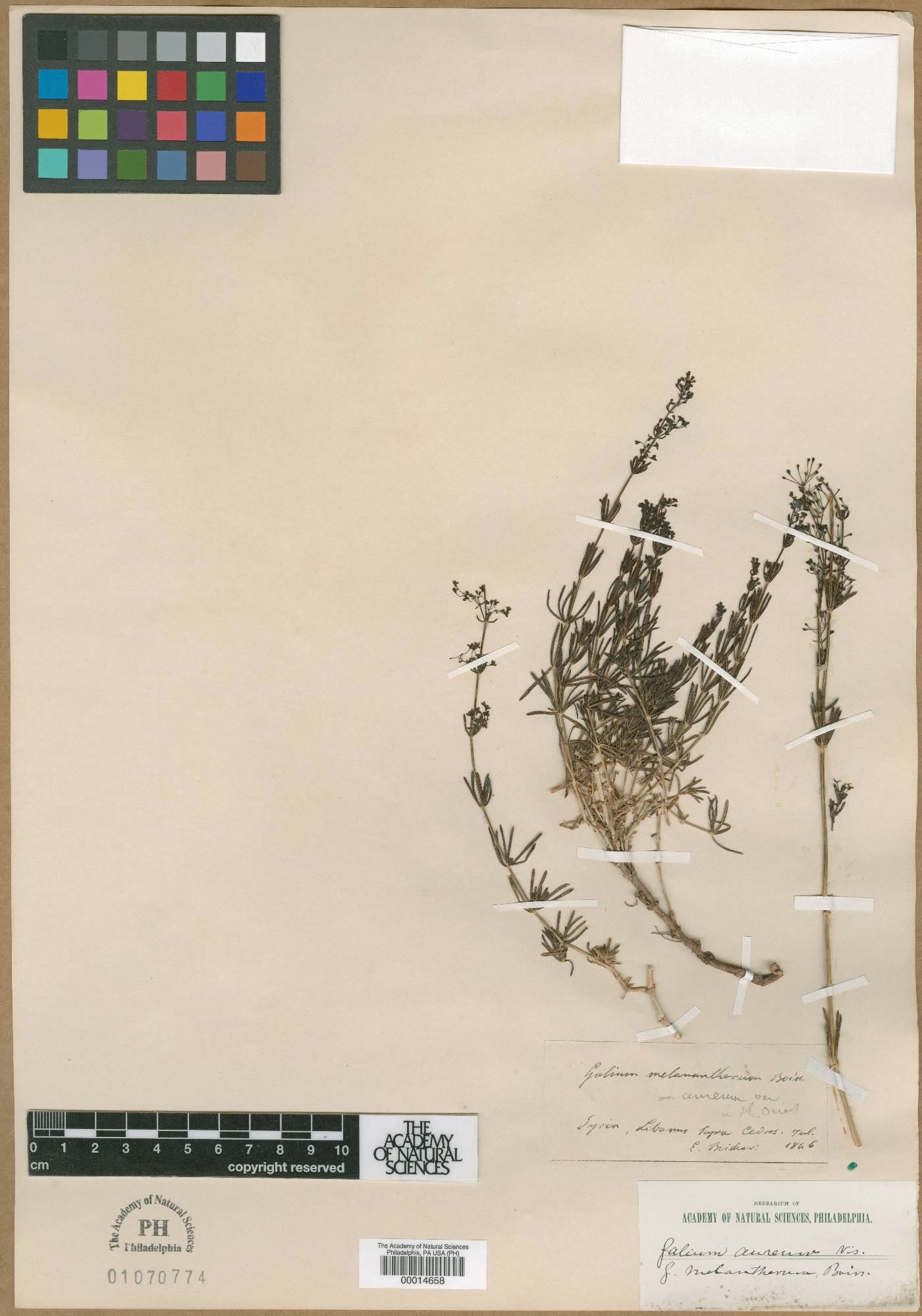 Galium melanantherum image