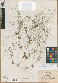 Galium pendulum image