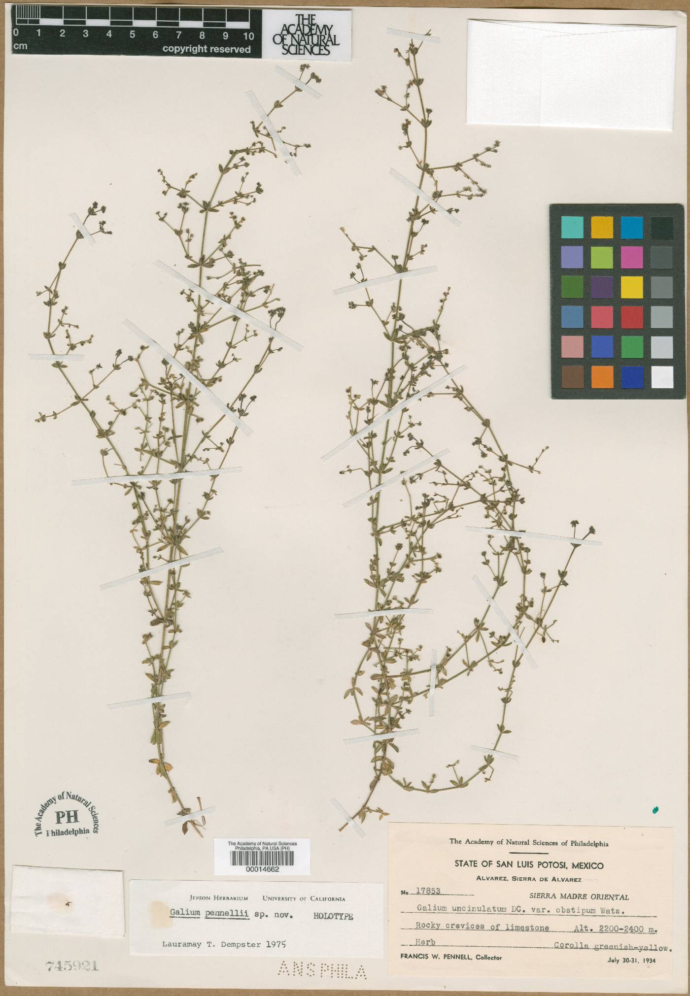 Galium pennellii image