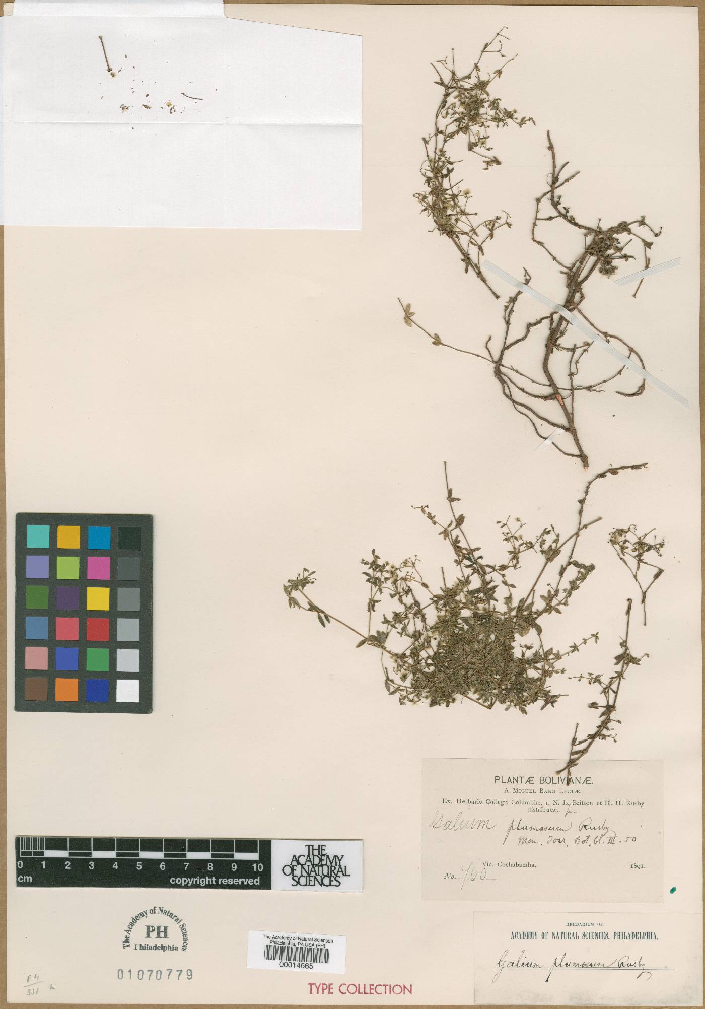 Galium plumosum image