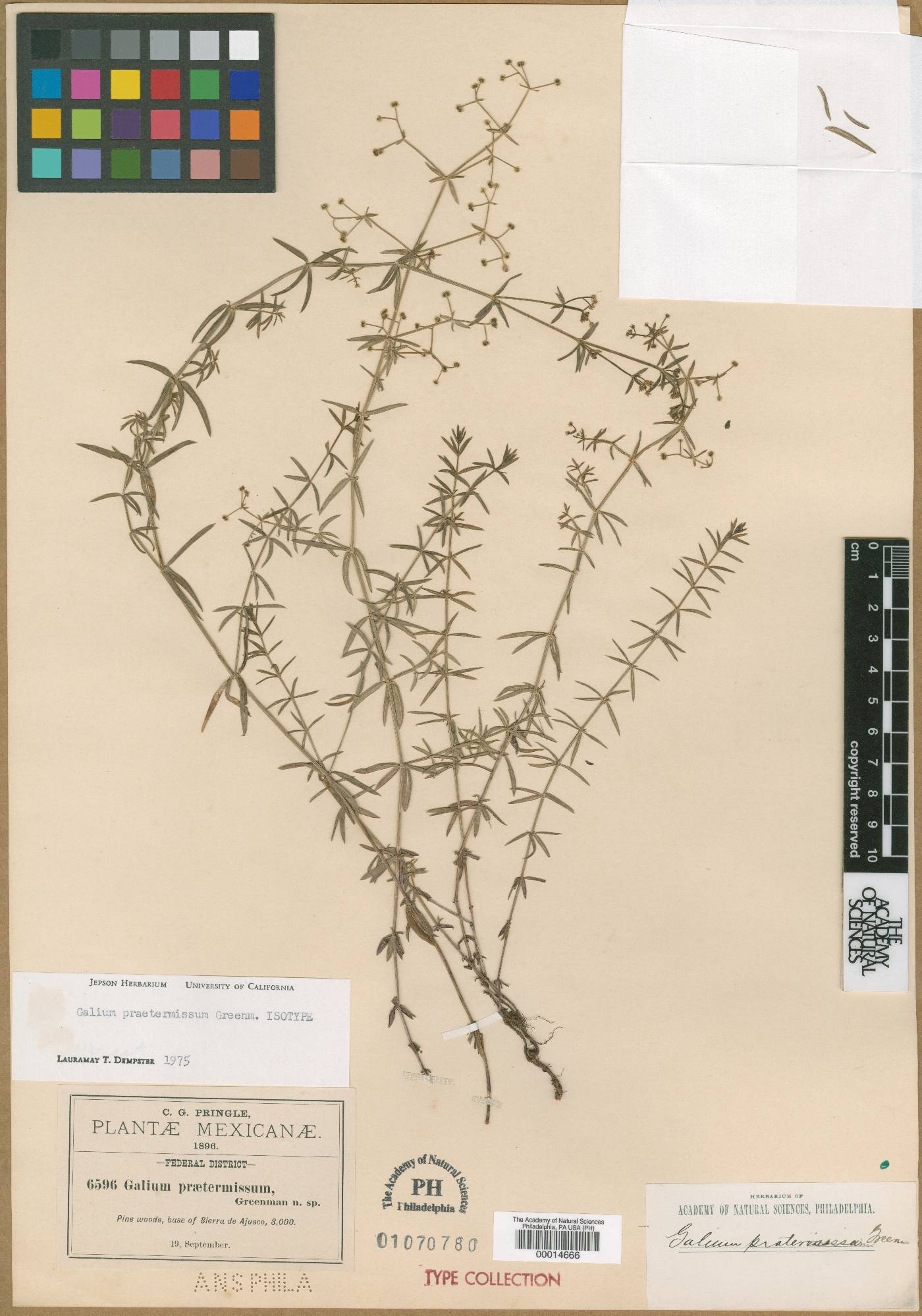 Galium praetermissum image