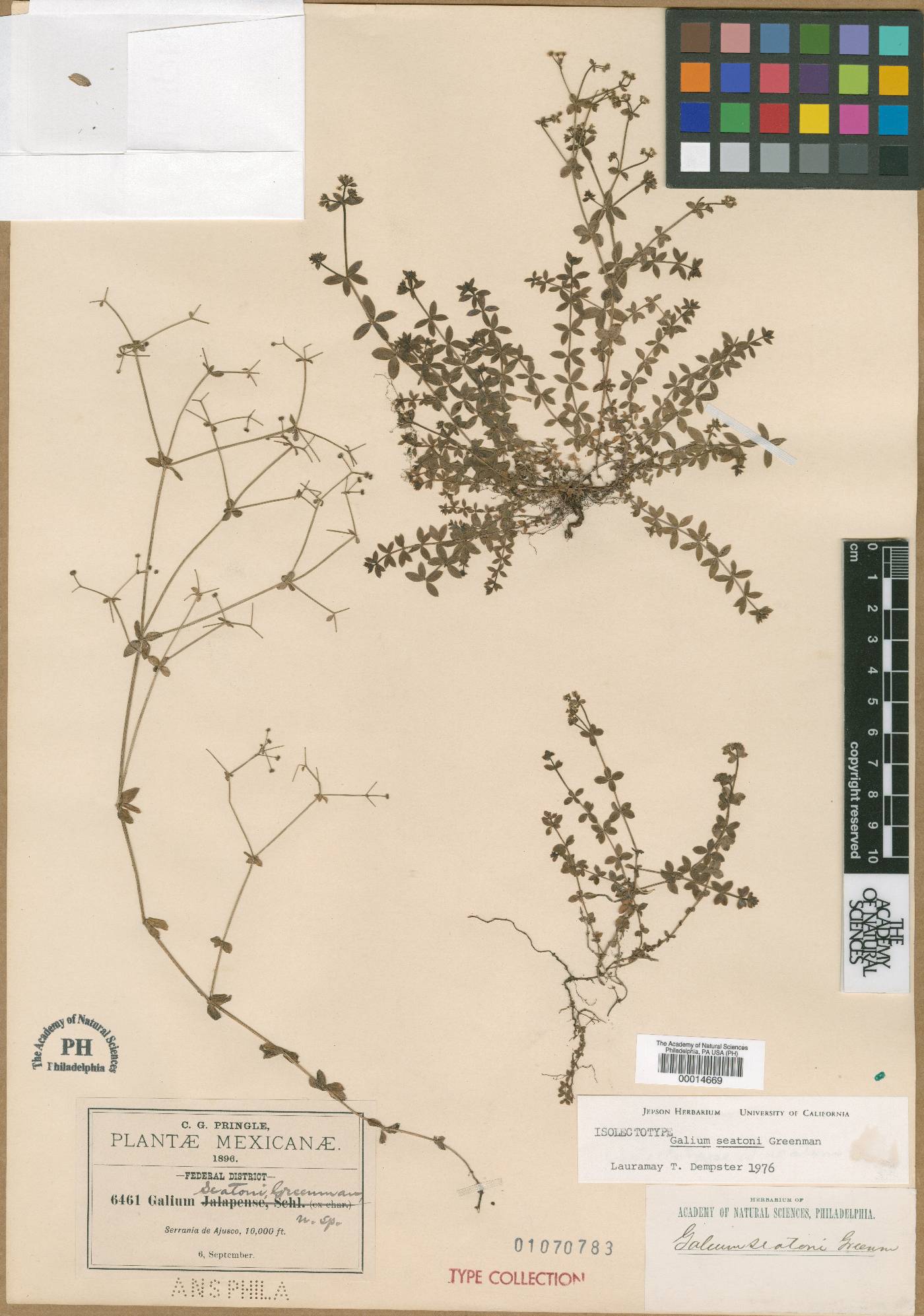 Galium seatonii image