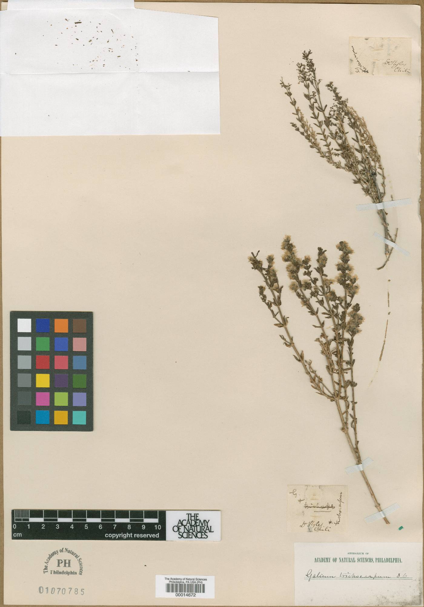 Galium trichocarpum image