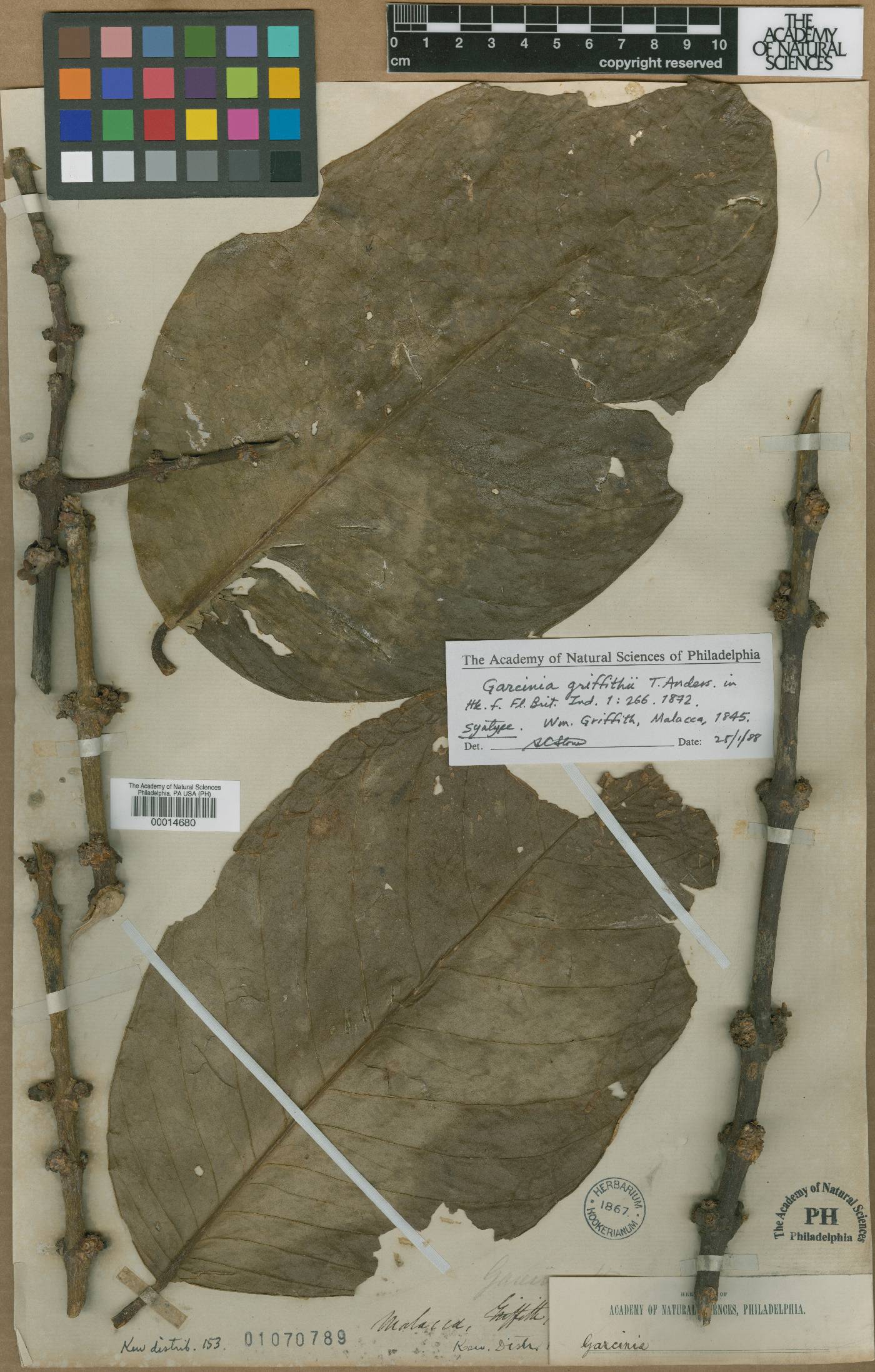 Garcinia griffithii image