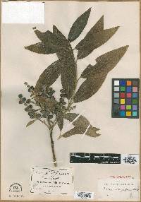 Garrya longifolia image