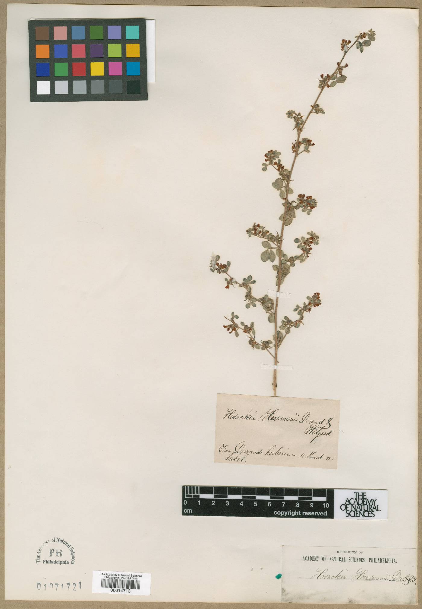 Syrmatium tomentosum image