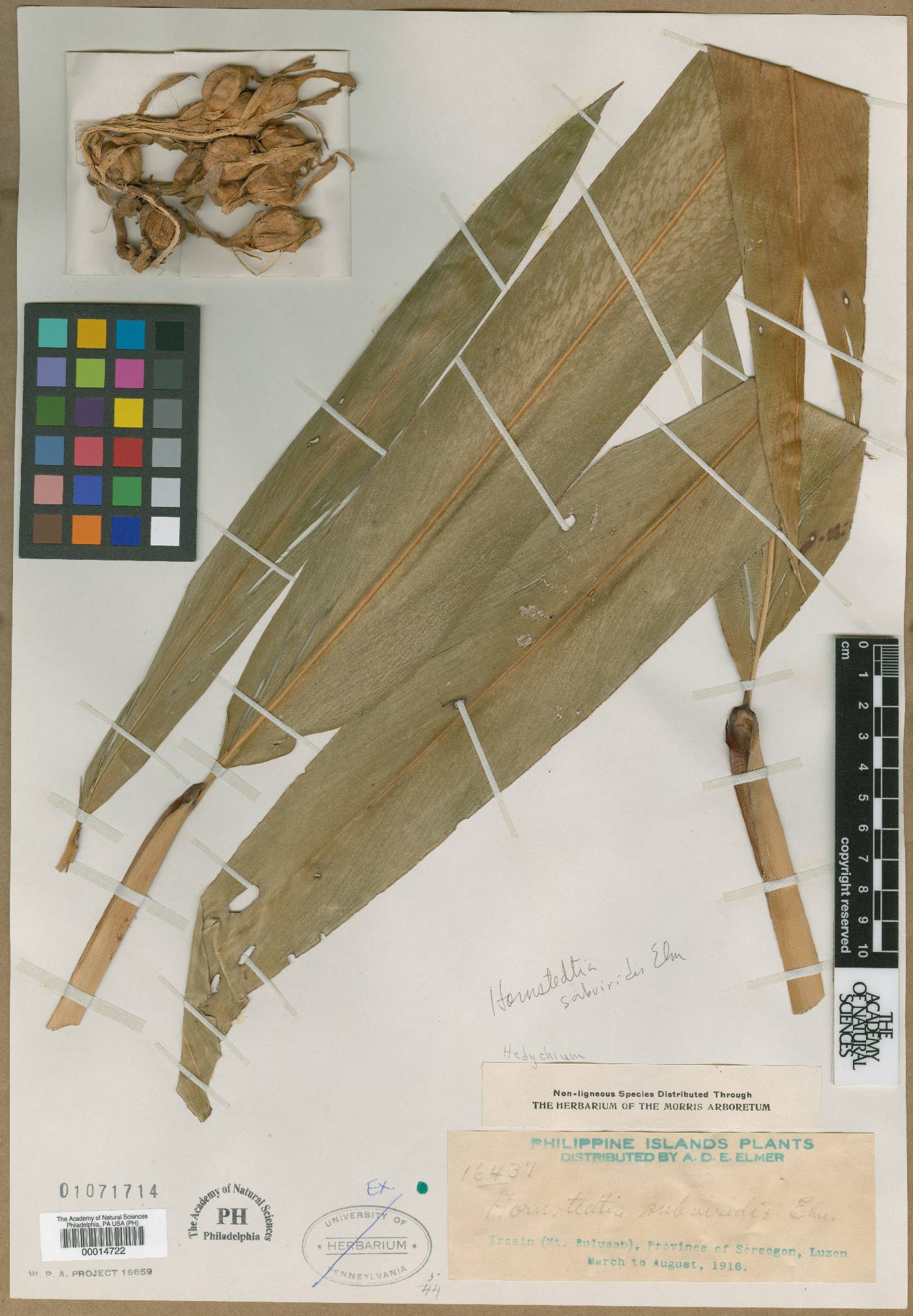 Etlingera subviridis image