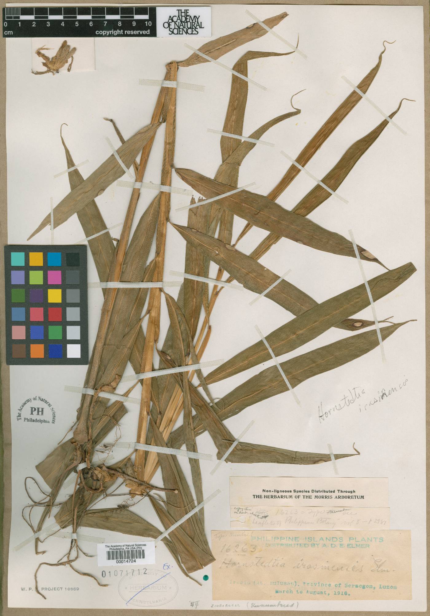 Hornstedtia irosinensis image