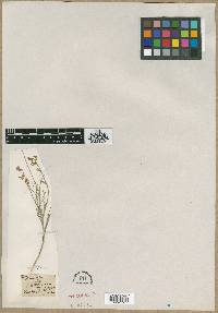 Homalobus campestris image