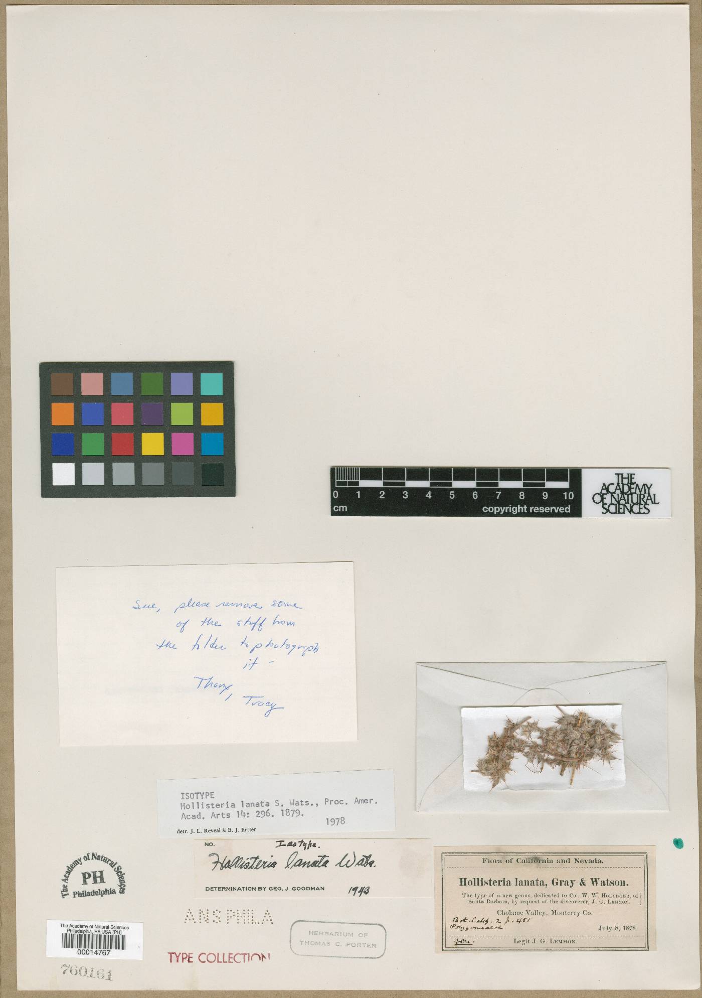Hollisteria image