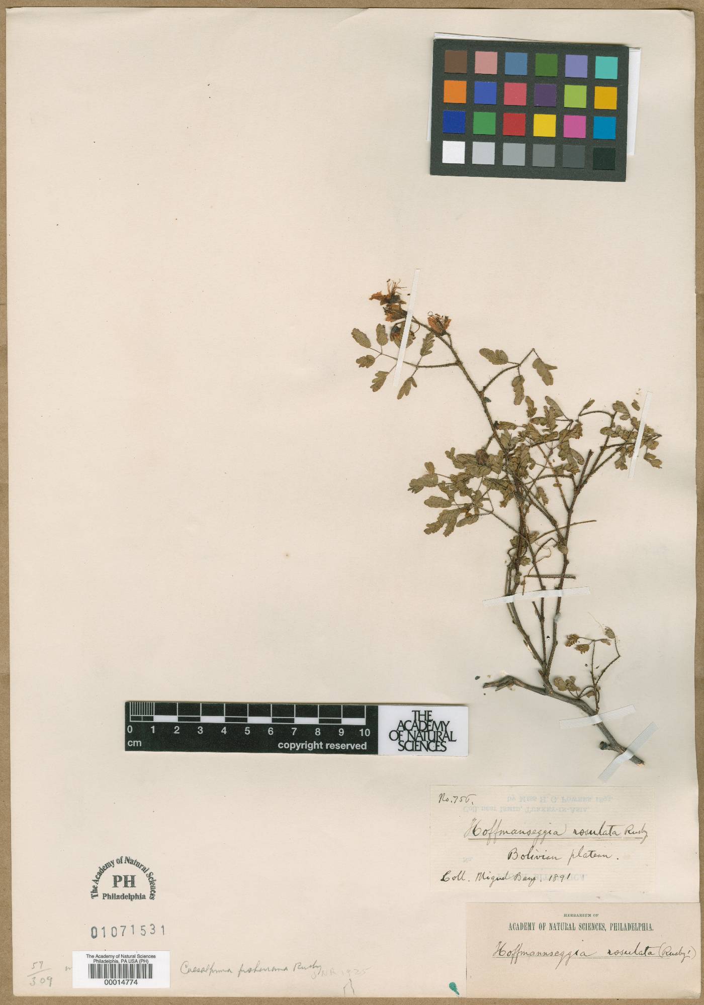 Caesalpiniaceae image