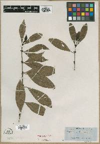Hoffmannia lanceolata image