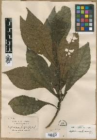 Hoffmannia latifolia image
