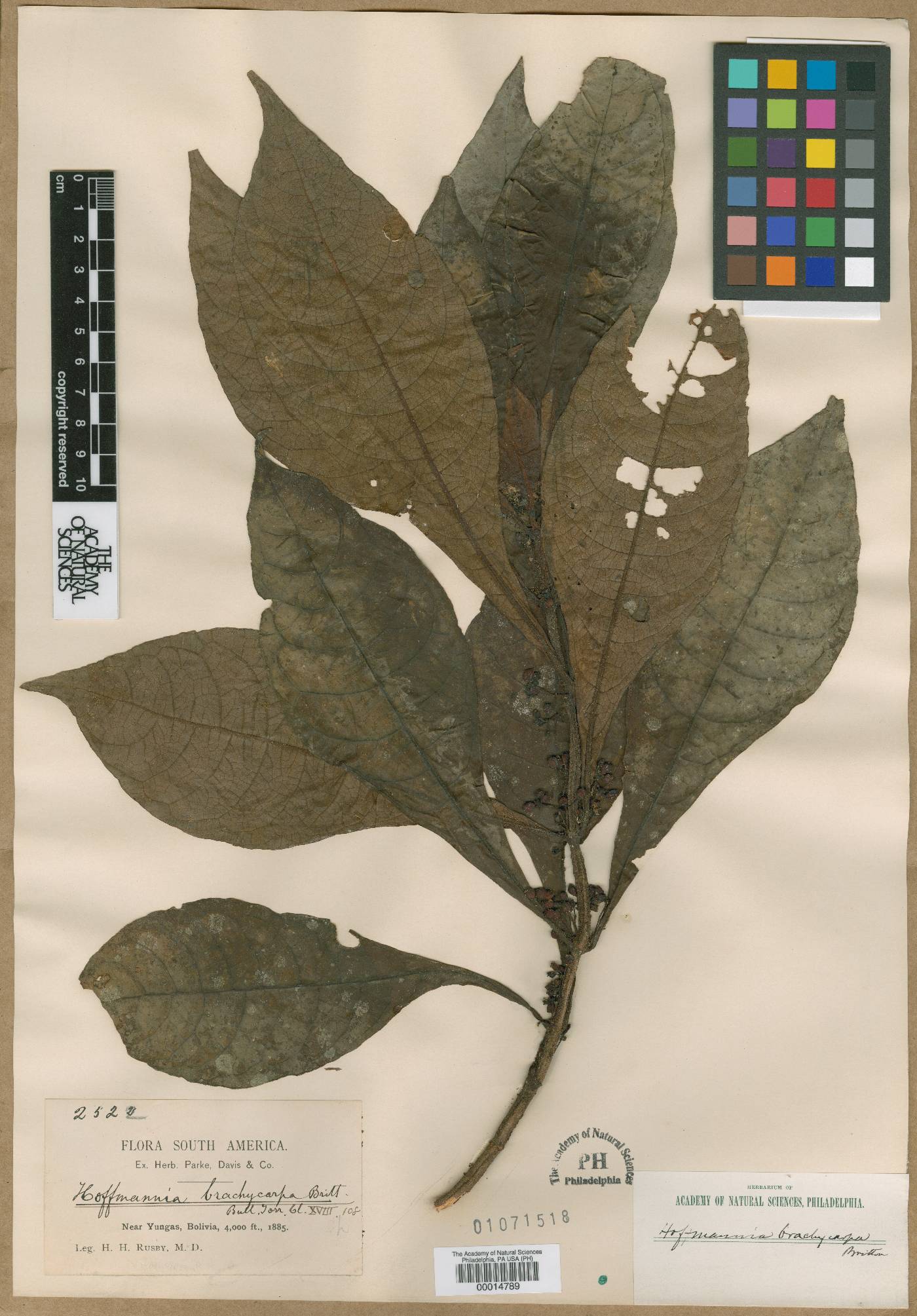 Hoffmannia latifolia image