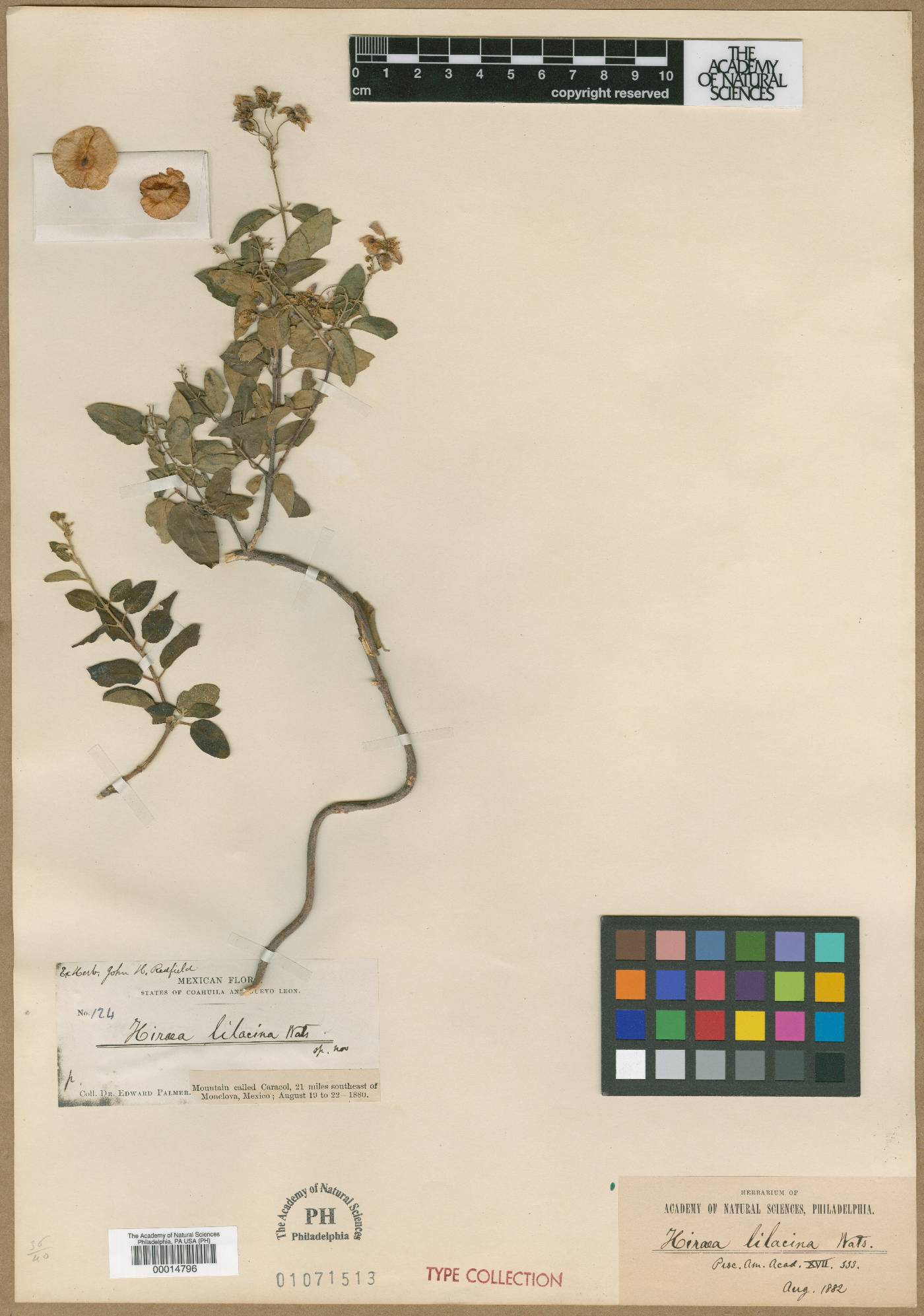 Mascagnia lilacina image