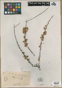 Media resource of Hildebrandtia africana