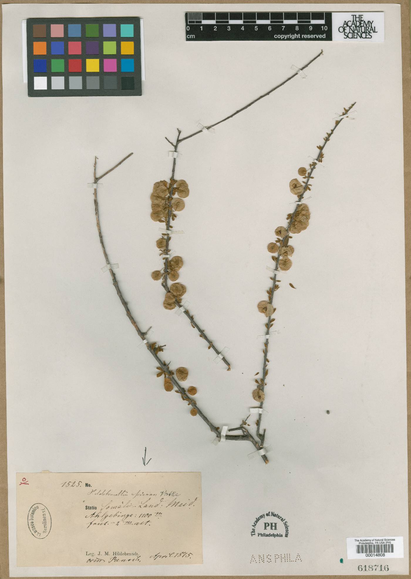 Convolvuloideae image