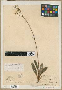 Image of Hieracium greenii
