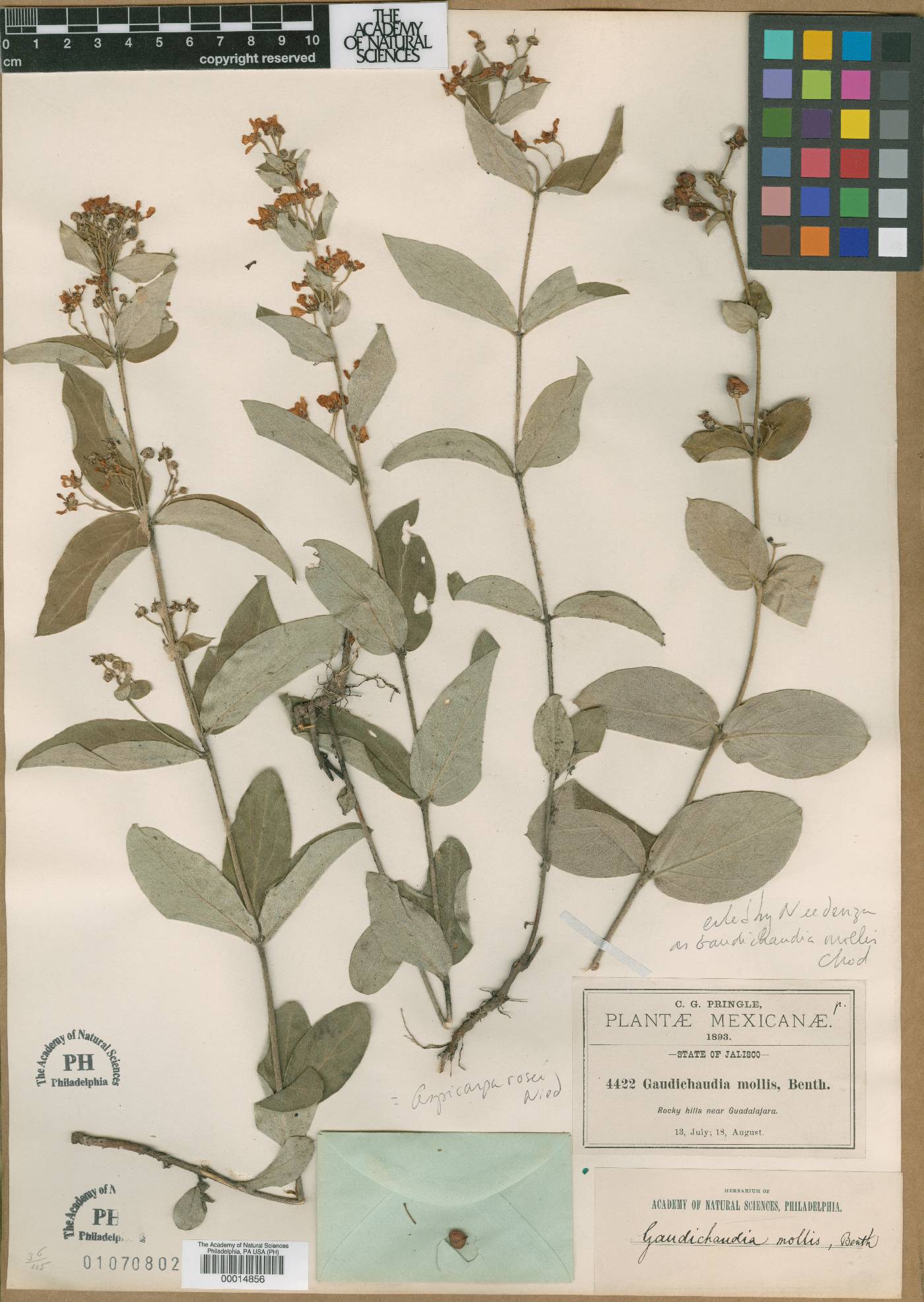 Gaudichaudia mollis image