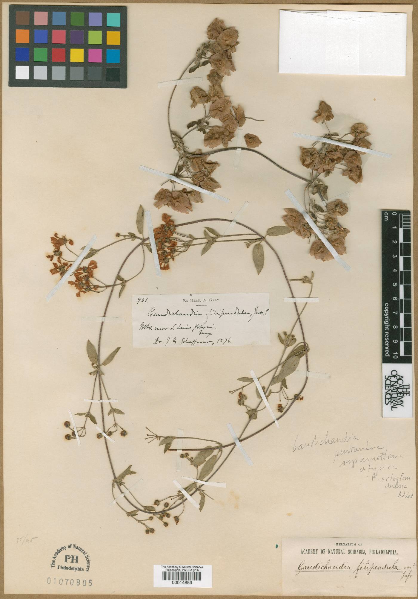 Gaudichaudia filipendula image