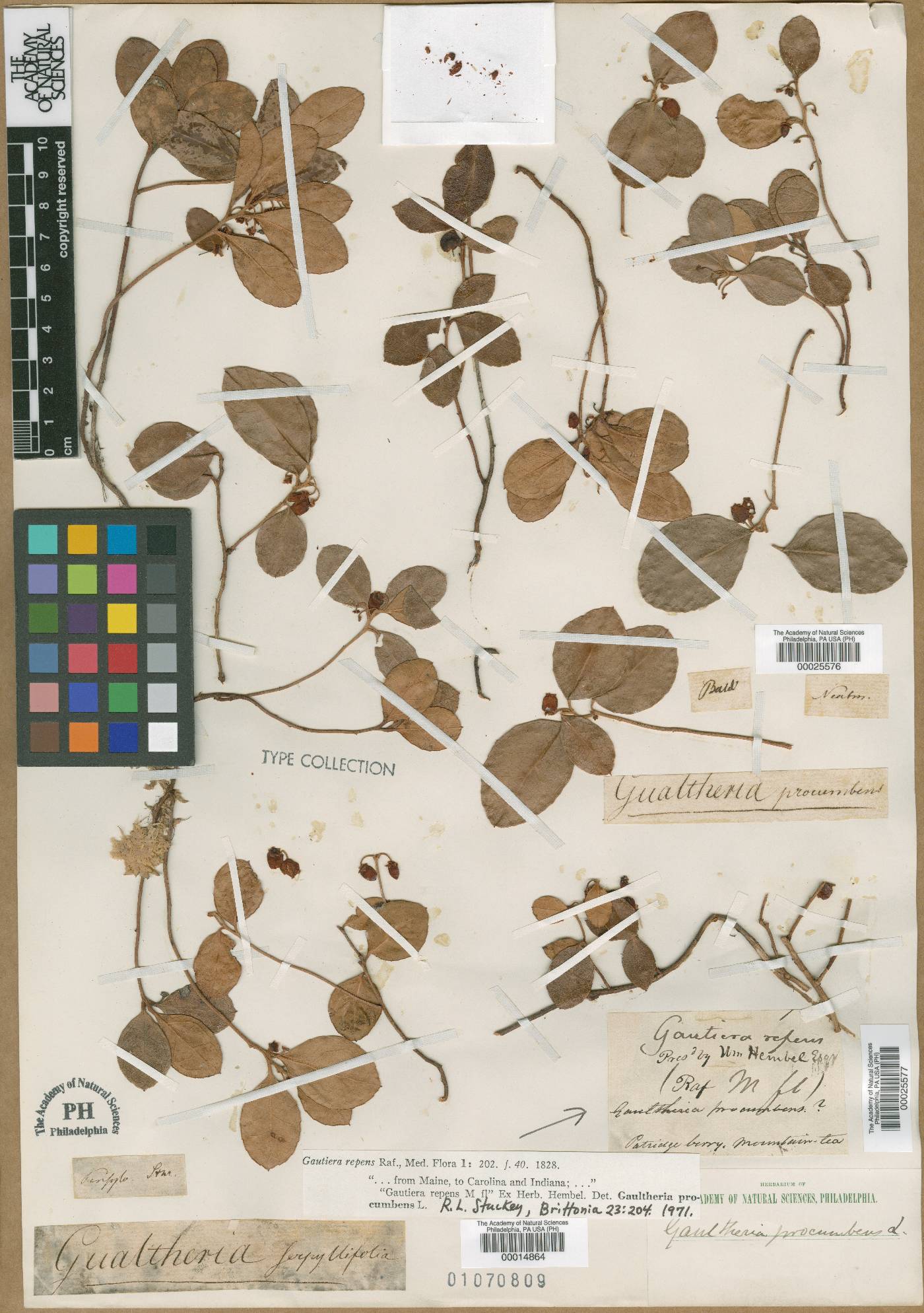 Gaultheria serpyllifolia image