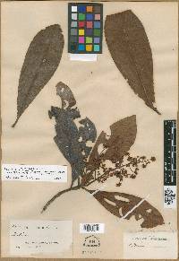 Geissanthus boliviana image