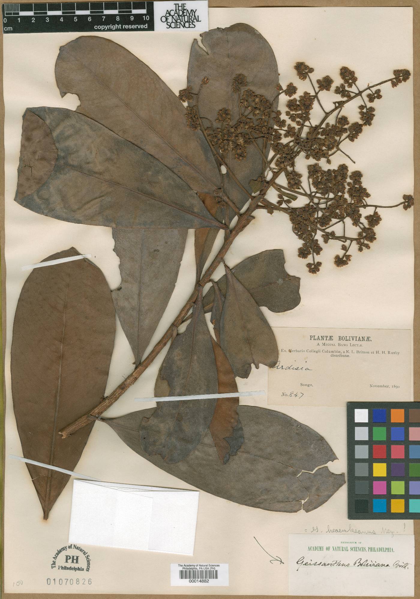 Geissanthus boliviana image