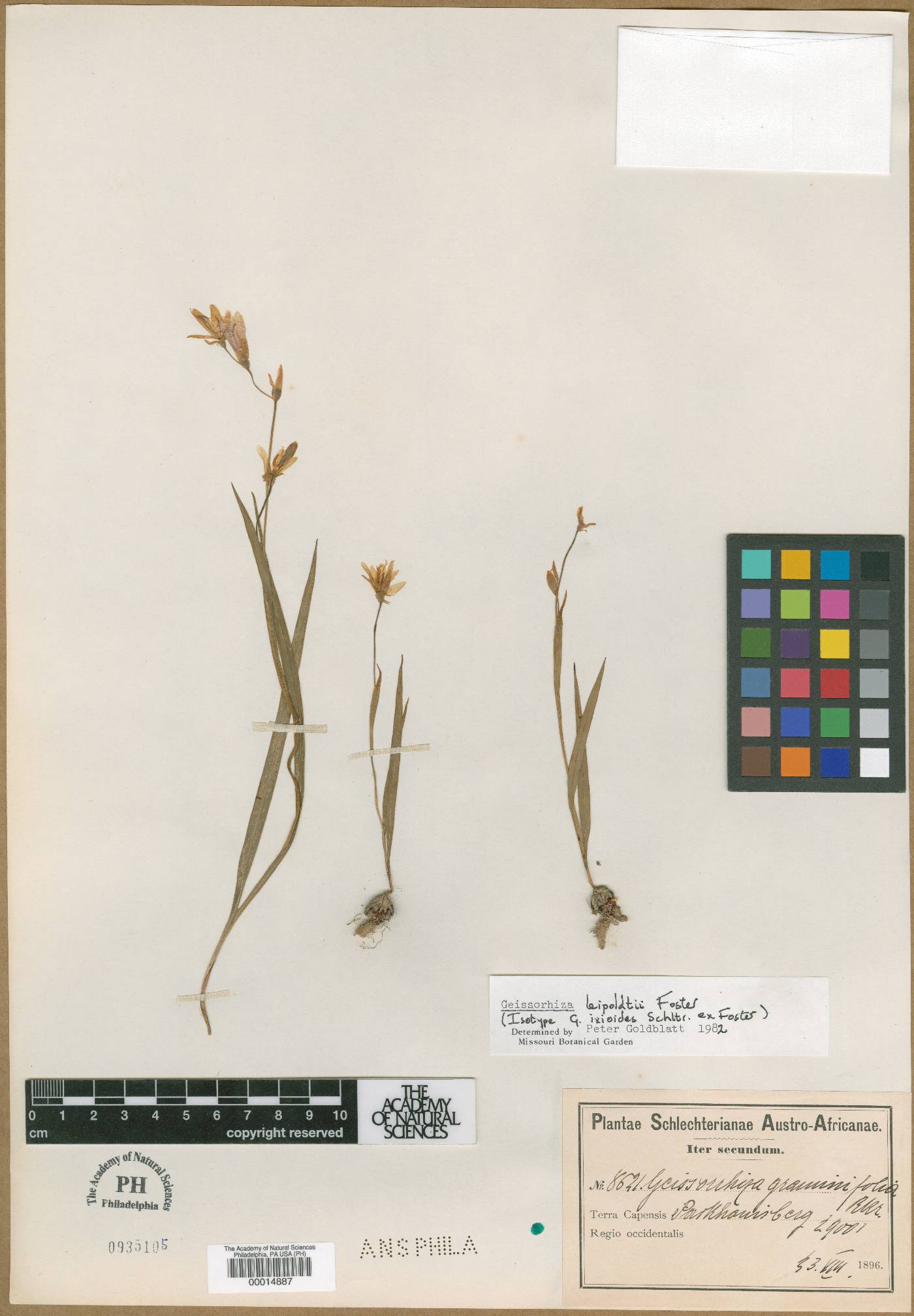 Geissorhiza ixioides image
