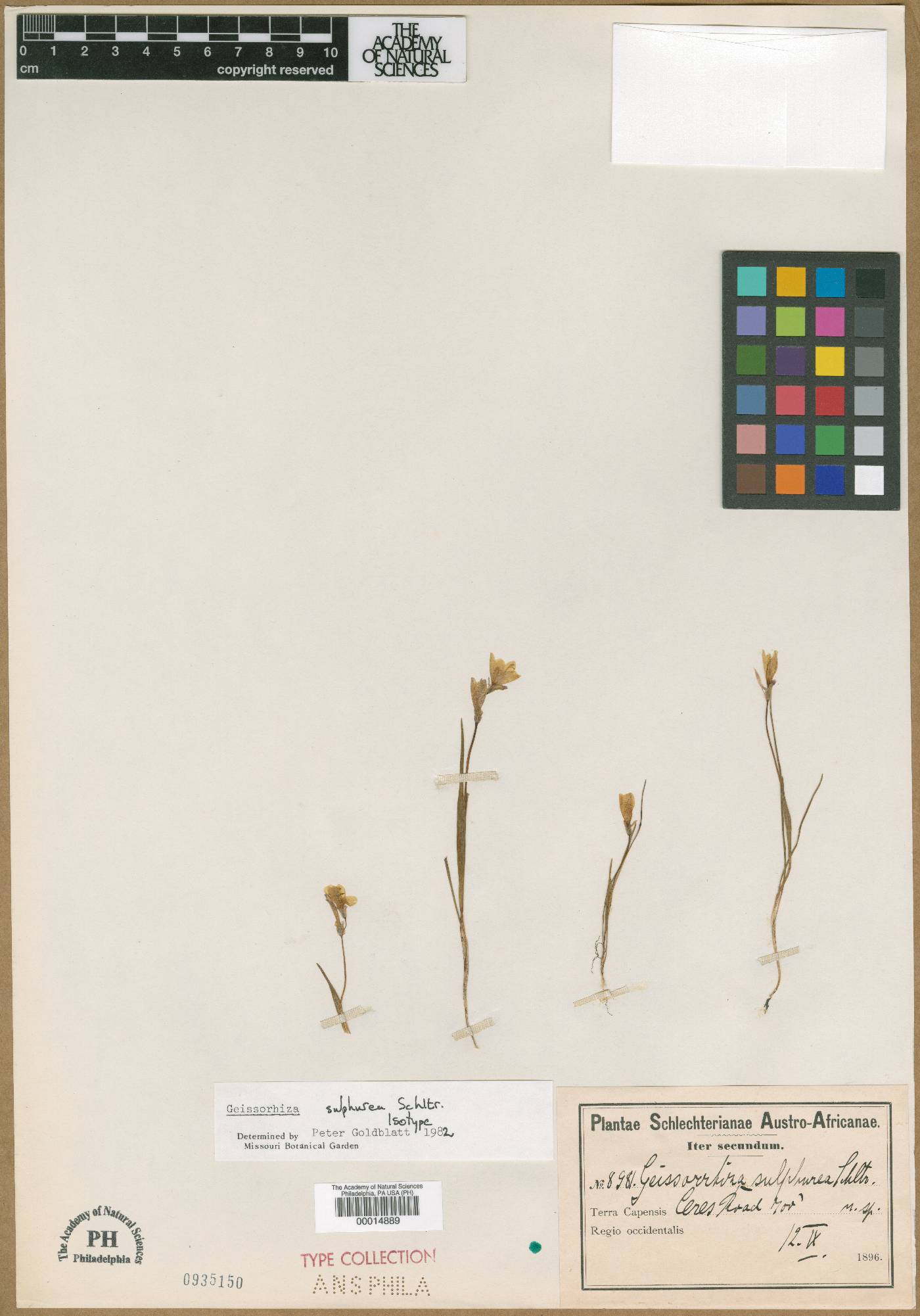 Geissorhiza purpureolutea image