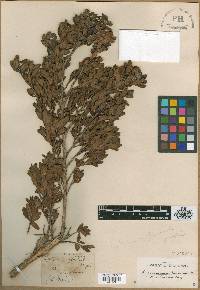 Leptospermum scoparium image