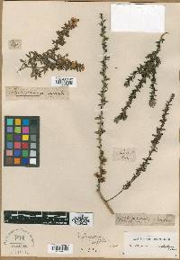 Leptospermum myrtifolium image