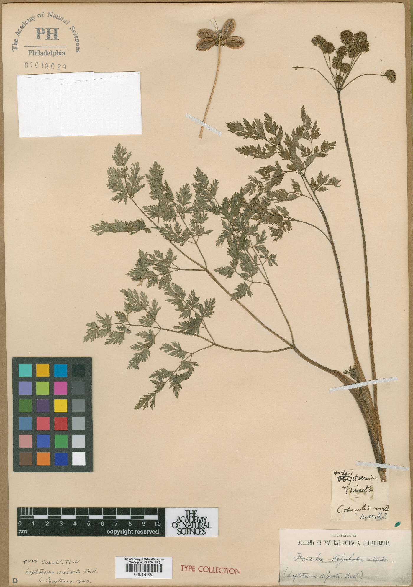 Leptotaenia dissecta image