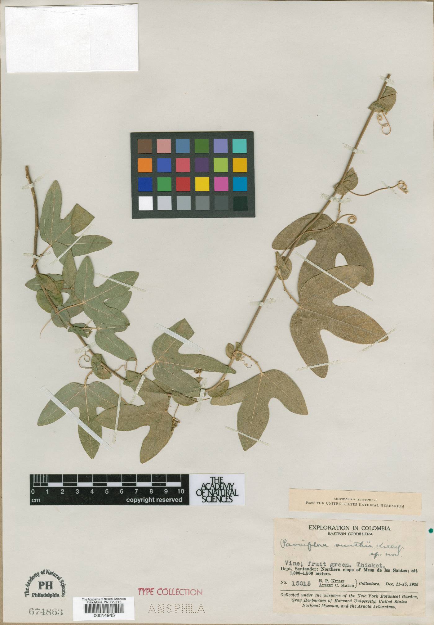 Passiflora smithii image