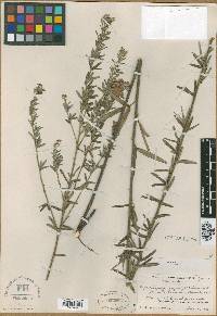 Lespedeza angustifolia image