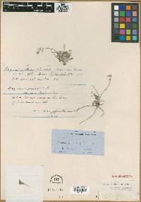 Physaria berlandieri image