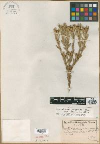 Leucadendron comosum image