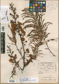 Leucaena esculenta image