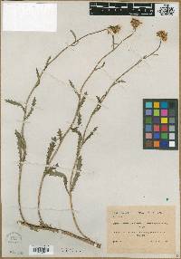 Image of Leucanthemum cantabricum