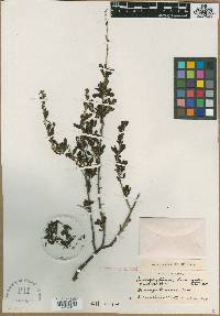 Leucophyllum laevigatum image