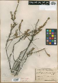 Image of Leucopogon oliganthus