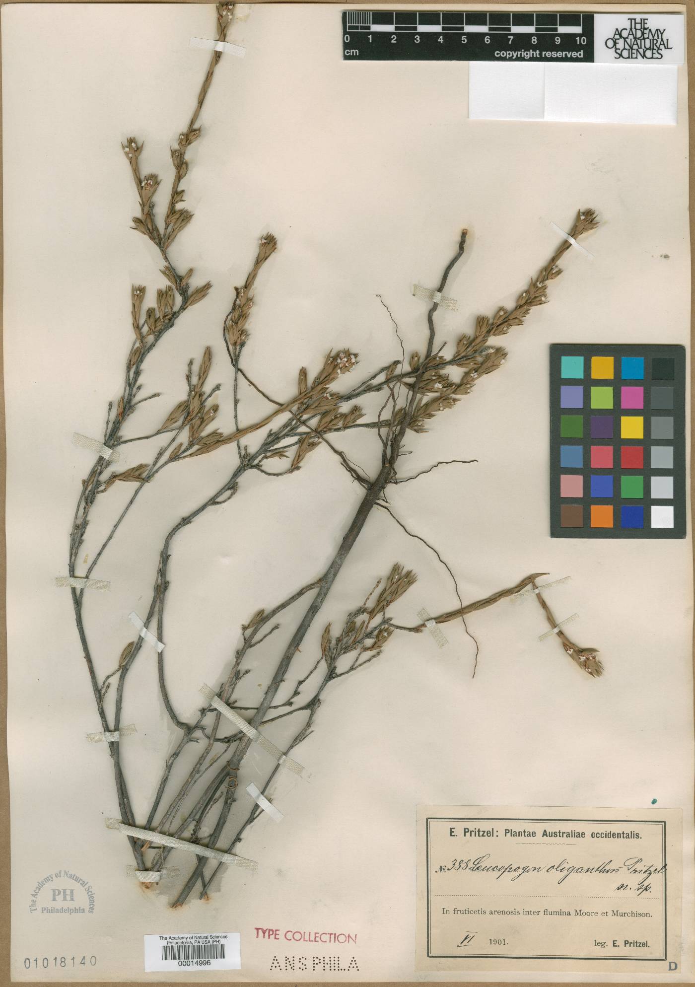 Leucopogon oliganthus image