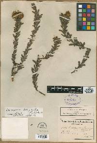 Image of Leucospermum lemmerzianum