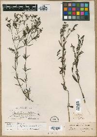 Stenaria nigricans image