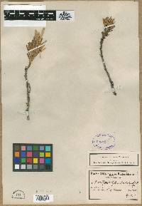 Image of Centella rupestris