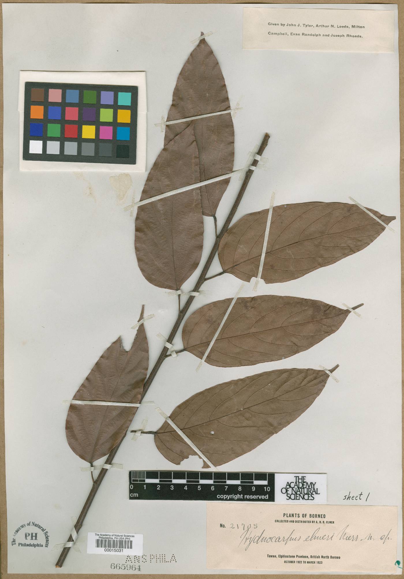 Hydnocarpus elmeri image