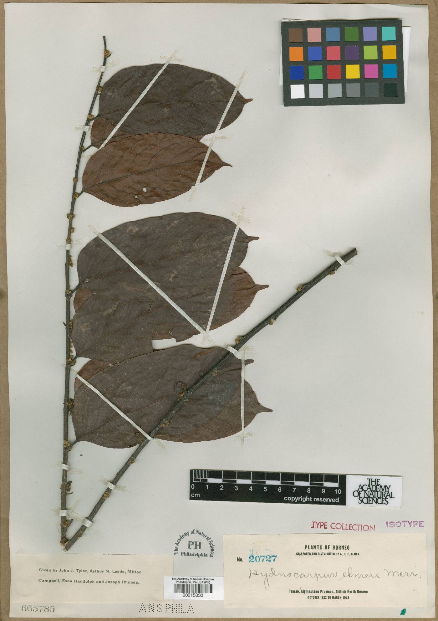 Hydnocarpus image