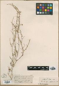 Image of Erucaria uncata