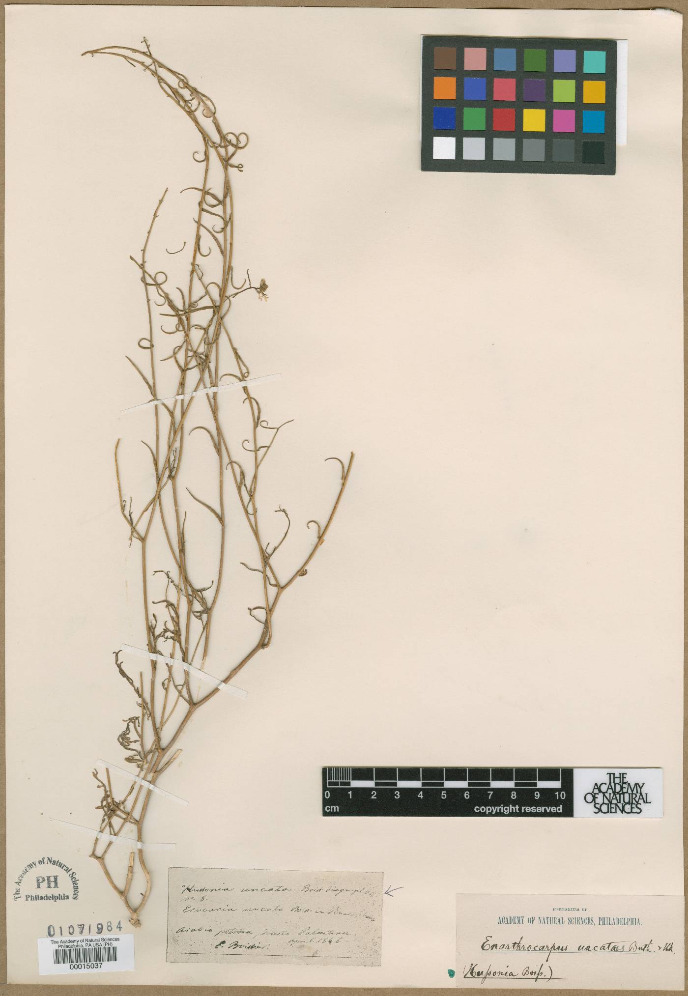 Erucaria uncata image